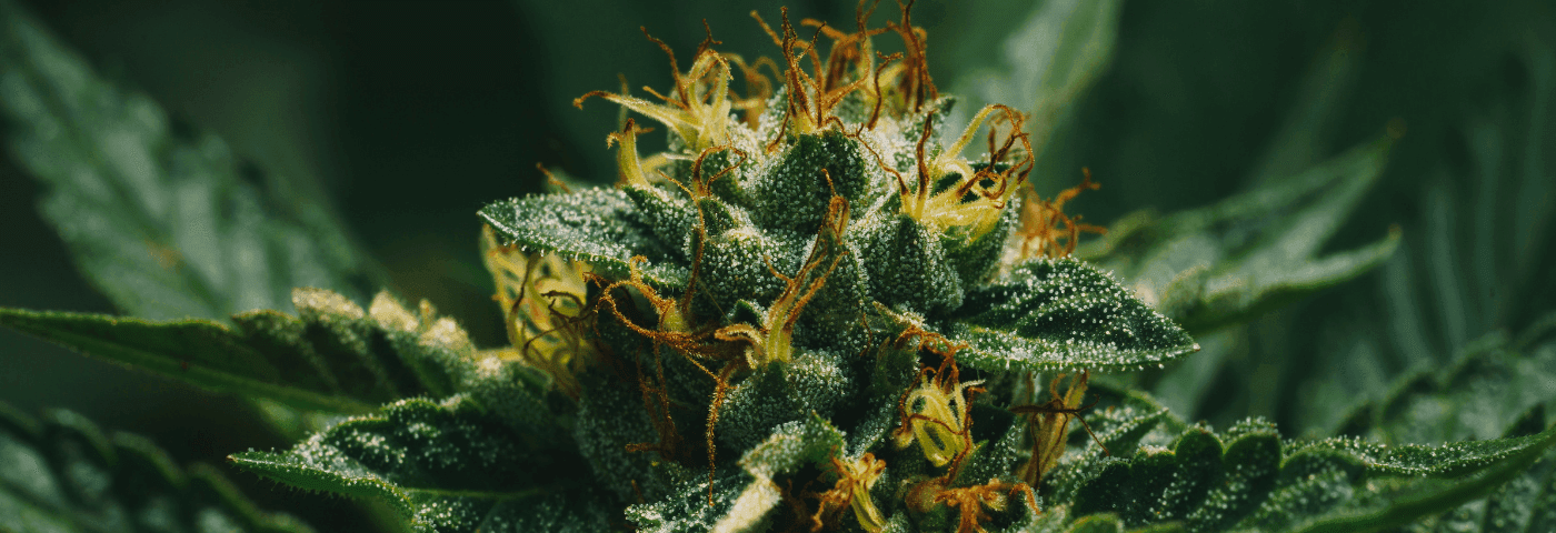 Nahaufnahme eines Dunkelgrünen Cannabispflanze