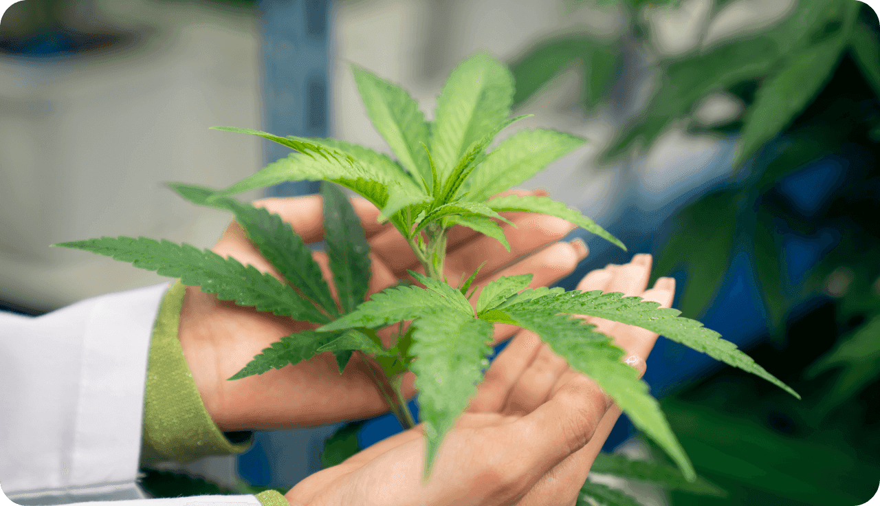 Nahaufnahme einer Ärztin mit einer Cannabispflanze in der Hand