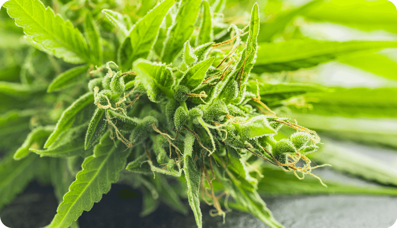 Naufnahme einer Cannabispflanze