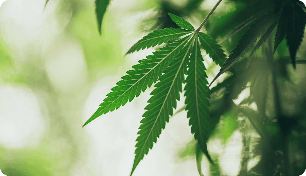 Nahaufnahme eines Cannabisblattes